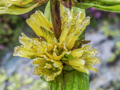 Gentiana burseri villarsii