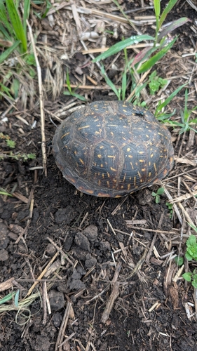 Ornate Box Turtle