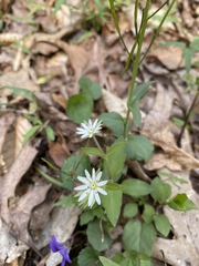 Stellaria corei