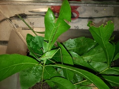 Lea floridensis