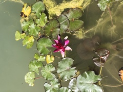 Nymphaea pubescens