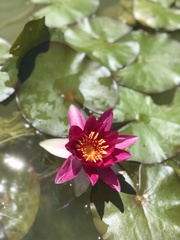 Nymphaea pubescens