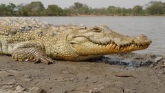 Crocodylus suchus