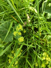 author not stated, no rights reserved Alchemilla xanthochlora, photograph author not stated, no rights reserved
