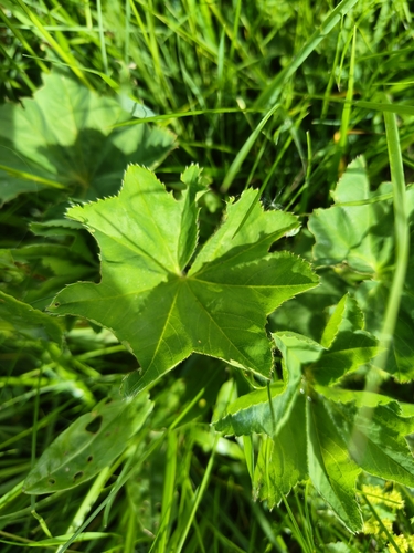 Alchemilla xanthochlora, photograph 4