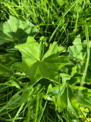 author not stated, no rights reserved Alchemilla xanthochlora, photograph author not stated, no rights reserved
