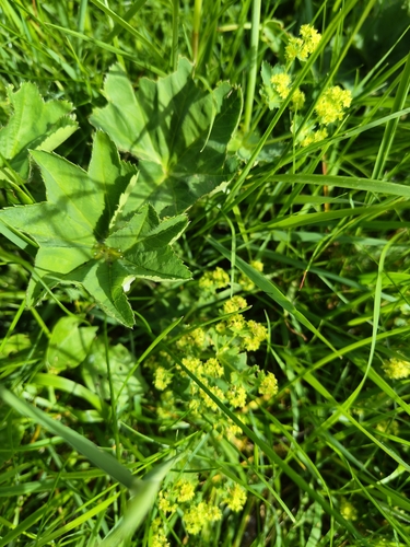 Alchemilla xanthochlora, photograph 5