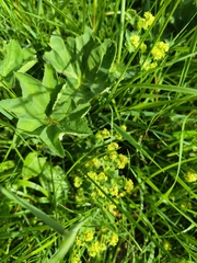 author not stated, no rights reserved Alchemilla xanthochlora, photograph author not stated, no rights reserved