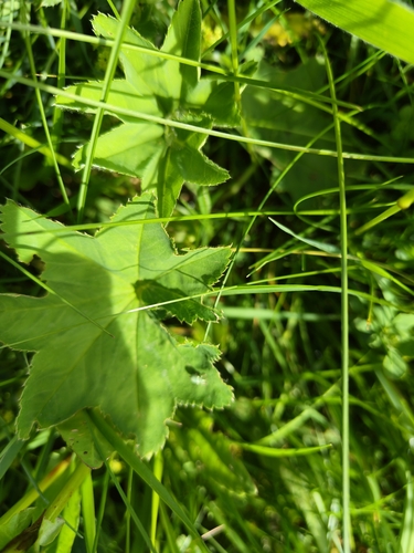 Alchemilla xanthochlora, photograph 6