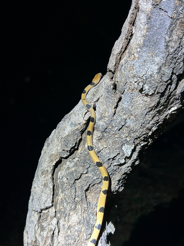 Common Tiger Snake