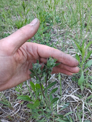 bitter fleabane