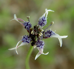 Nigella nigellastrum