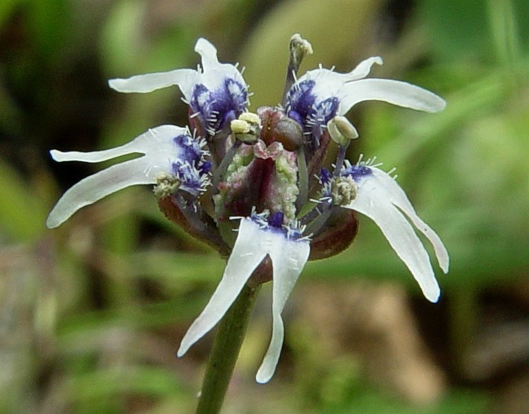 Garidella