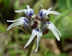 Nigella nigellastrum