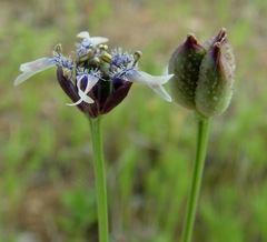 Nigella nigellastrum