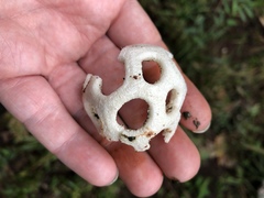 Clathrus roseovolvatus