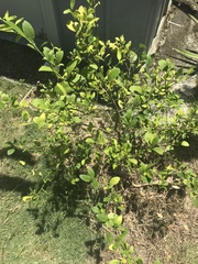 Citrus × aurantiifolia