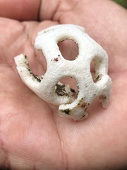 Clathrus roseovolvatus