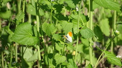 Anthocharis cardamines