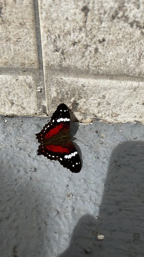 Red Peacock