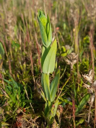 Blackstonia imperfoliata (Blackstonia imperfoliata)