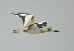 Great Stone-Curlew photo 3