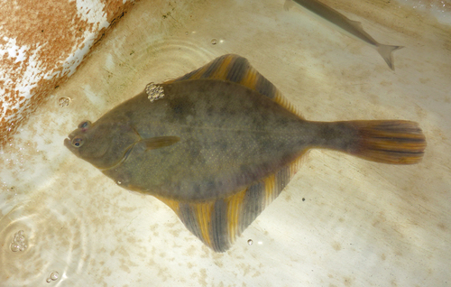 Starry Flounder