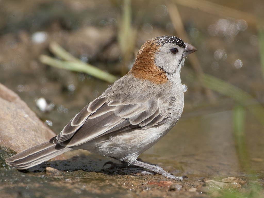Speckle-Fronted Weaver