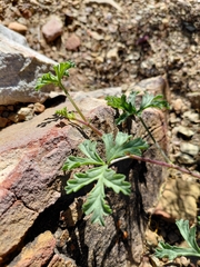 Pelargonium trifidum