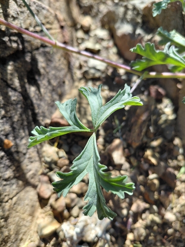 Pelargonium trifidum, photograph 2
