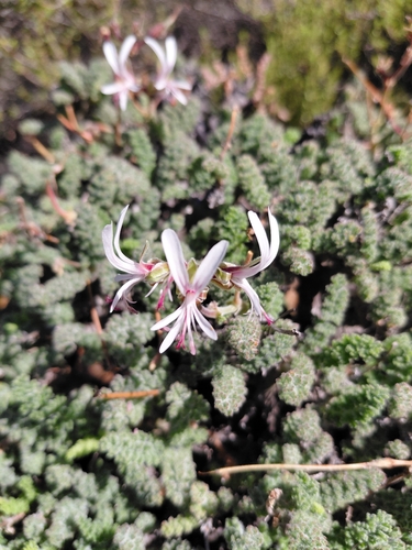 Pelargonium alternans, photograph 5