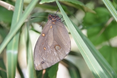 Brassolis astyra