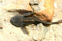 Cottus poecilopus
