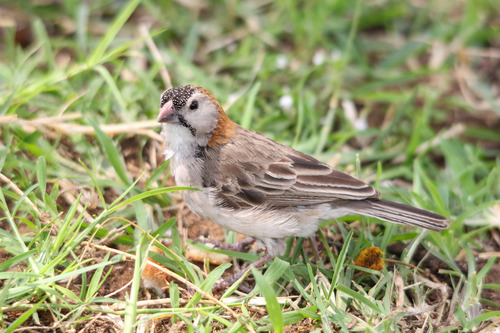 Speckle-fronted Weaver
