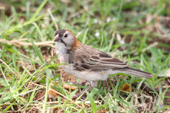 Speckle-Fronted Weaver photo 2