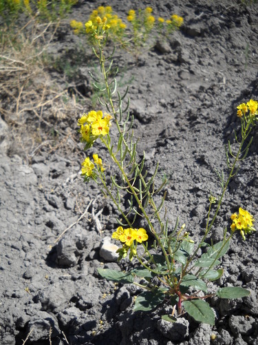 Grand Junction camissonia (Camissonia eastwoodiae)