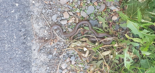 Aesculapian Snake