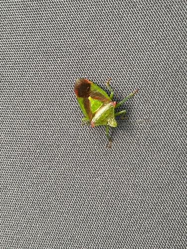 Hawthorn Shield Bug