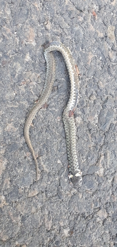 grass snake