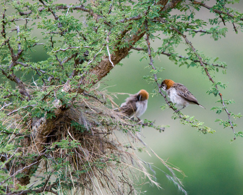 Speckle-fronted Weaver