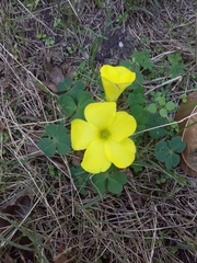 Oxalis sellowiana