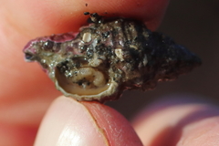 Paciocinebrina interfossa