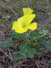 Oxalis sellowiana