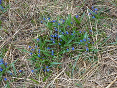 Scilla siberica