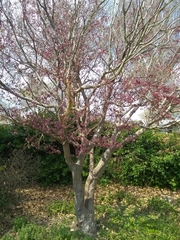 Acer
