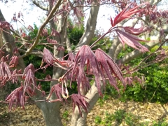 Acer