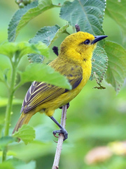 Slender-Billed Weaver photo 4