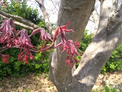 Acer