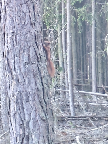 Eurasian Red Squirrel