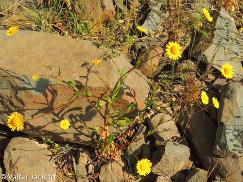Mediterranean Marigold